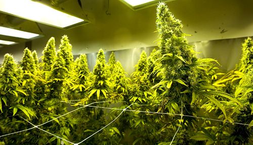 cali